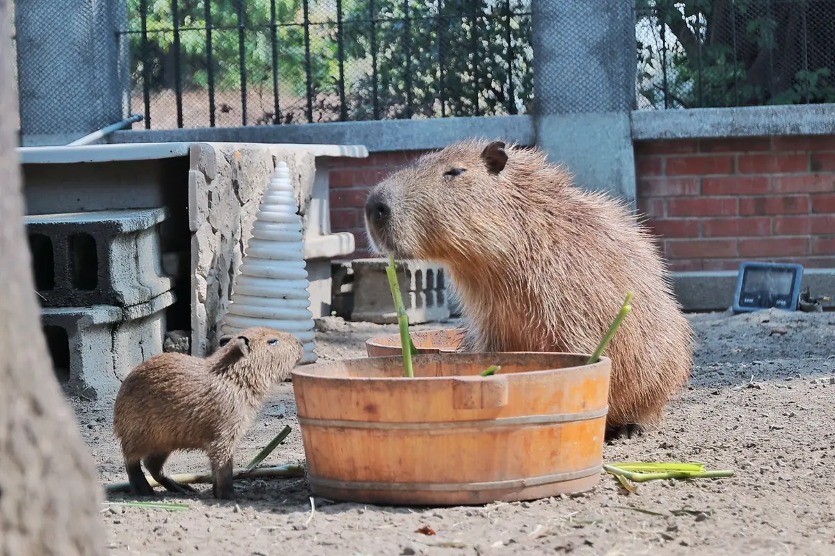 安平出張所水豚寶寶「糯米」萌翻登場!百年古蹟結合療癒萌寵,台南親子旅遊新亮點!